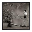 Quadro 50cm X 50cm Andorinha no Ninho Tropical Artes Quadro 50cm X 50cm Andorinha no Ninho Tropical Artes