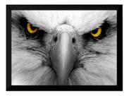 Quadro Águia Harpia Foto Poster Moldurado Decoração