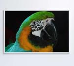 Quadro arara verde