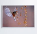 Quadro Beija Flor Quadro Beija Flor