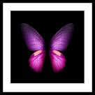 Quadro Borboleta