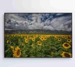 Quadro Campo de Girassóis