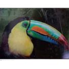 Quadro Canva Tucano/Bico Azul/natureza