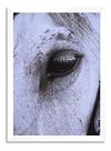 Quadro Cara Cavalo Branco 50x70cm Quadro Cara Cavalo Branco 50x70cm