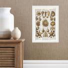 Quadro Casa De Praia - Conchas Vintage 45x34cm