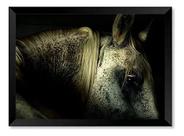 Quadro Cavalo Branco Olhar 50x70cm Quadro Cavalo Branco Olhar 50x70cm