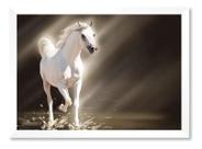 Quadro Cavalo Branco Radiante De Luz 50x70cm Quadro Cavalo Branco Radiante De Luz 50x70cm