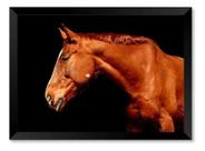 Quadro Cavalo Marrom Lateral Fundo Preto 40x60cm Quadro Cavalo Marrom Lateral Fundo Preto 40x60cm