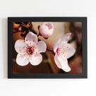 Quadro Cerejeira Okinawa Flores Foto Moldura Preta 60x40cm