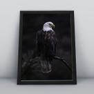 Quadro com moldura Aguia Aguia-14-M1