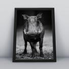 Quadro com moldura Animal Animal-05-M1 Quadro com moldura Animal Animal-05-M1