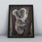 Quadro com moldura Animal Animal-15-M1 Quadro com moldura Animal Animal-15-M1