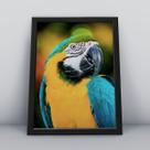 Quadro com moldura Arara Arara-07-M1 Quadro com moldura Arara Arara-07-M1