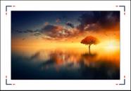 Quadro Com Moldura Árvore Pôr do Sol