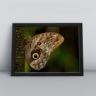 Quadro com moldura Borboleta Borboleta-02-M1