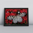 Quadro com moldura Borboleta Borboleta-03-M1