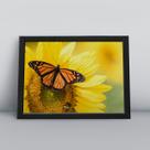 Quadro com moldura Borboleta Borboleta-04-M1