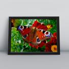 Quadro com moldura Borboleta Borboleta-05-M1