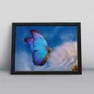 Quadro com moldura Borboleta Borboleta-06-M1