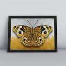 Quadro com moldura Borboleta Borboleta-08-M1