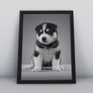 Quadro com moldura Cachorro Cachorro-033-M1