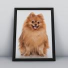 Quadro com moldura Cachorro Cachorro-043-M1 Quadro com moldura Cachorro Cachorro-043-M1
