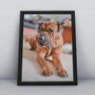 Quadro com moldura Cachorro Cachorro-061-M1 Quadro com moldura Cachorro Cachorro-061-M1