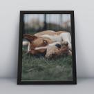 Quadro com moldura Cachorro Cachorro-064-M1