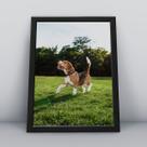 Quadro com moldura Cachorro Cachorro-084-M1