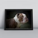 Quadro com moldura Cachorro Cachorro-169-M1 Quadro com moldura Cachorro Cachorro-169-M1