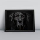 Quadro com moldura Cachorro Cachorro-172-M1