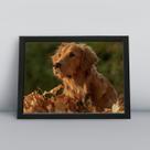 Quadro com moldura Cachorro Cachorro-205-M1 Quadro com moldura Cachorro Cachorro-205-M1