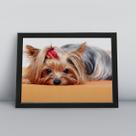 Quadro com moldura Cachorro Cachorro-221-M1