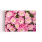Quadro Crisântemo Rosa Flores Fotografia Canvas 60x40cm