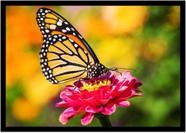 Quadro Decorativo Animais Borboleta Flor Cores Paisagem Natureza Com Moldura RC106