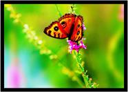 Quadro Decorativo Animais Borboleta Paisagem Natureza Cores Com Moldura RC009 Quadro Decorativo Animais Borboleta Paisagem Natureza Cores Com Moldura RC009