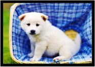 Quadro Decorativo Animais Cachorro Jindo-Coreano Veterinário Pet Shop Natureza Com Moldura RC025