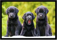 Quadro Decorativo Animais Cachorro Labrador Retriever Veterinário Pet Shop Com Moldura RC118