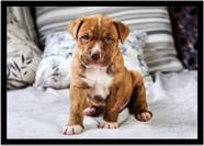Quadro Decorativo Animais Cachorro Pit Bull Veterinário Pet Shop Natureza Com Moldura RC150