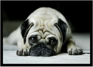 Quadro Decorativo Animais Cachorro Pug Veterinário Pet Shop Natureza Com Moldura RC053
