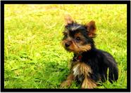 Quadro Decorativo Animais Cachorro Yorkshire Terrierr Veterinário Pet Shop Com Moldura RC124 Quadro Decorativo Animais Cachorro Yorkshire Terrierr Veterinário Pet Shop Com Moldura RC124