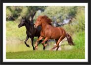 Quadro Decorativo Animais Cavalos Petshop Decoração Com Moldura