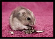 Quadro Decorativo Animais Hamster Paisagem Natureza Com Moldura RC107