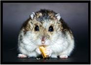 Quadro Decorativo Animais Hamster Paisagem Natureza Com Moldura RC109