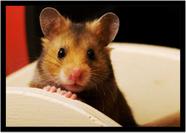 Quadro Decorativo Animais Hamster Paisagem Natureza Com Moldura RC110