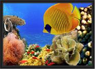Quadro Decorativo Animais Peixes Decoração Com Moldura Quadro Decorativo Animais Peixes Decoração Com Moldura