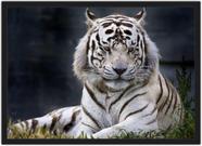 Quadro Decorativo Animais Tigre Decoração Com Moldura