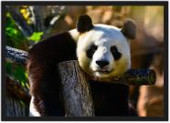 Quadro Decorativo Animais Urso Panda Com Moldura Decorações Interiores Quadro Decorativo Animais Urso Panda Com Moldura Decorações Interiores