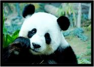 Quadro Decorativo Animais Urso Panda Veterinário Pet Shop Paisagem Natureza Com Moldura RC095