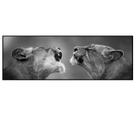 Quadro Decorativo Barcelona Leoa P&B 30x90 cm